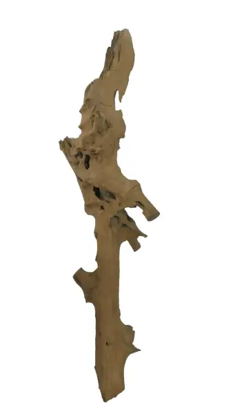 Product image 1 of the product “Root made of teak wood, around 175 - 195 cm Height. May vary shapes. ”